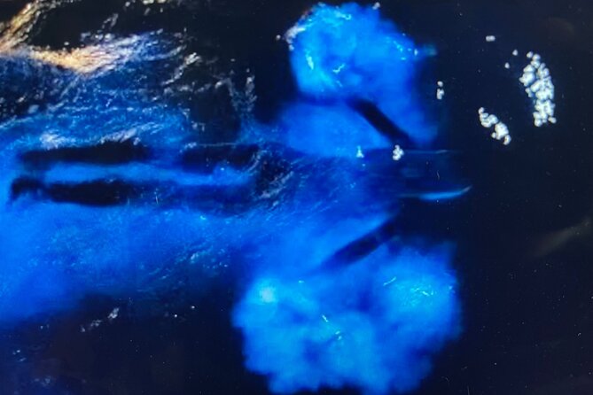 Sunset Bioluminescent Comb Jelly & Dolphin Tour - Accessibility and Participation