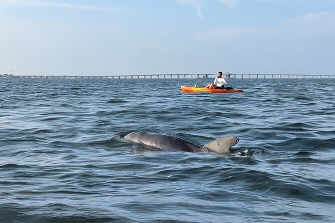 Sunset Kayaking With Dolphins - Wildlife Encounters