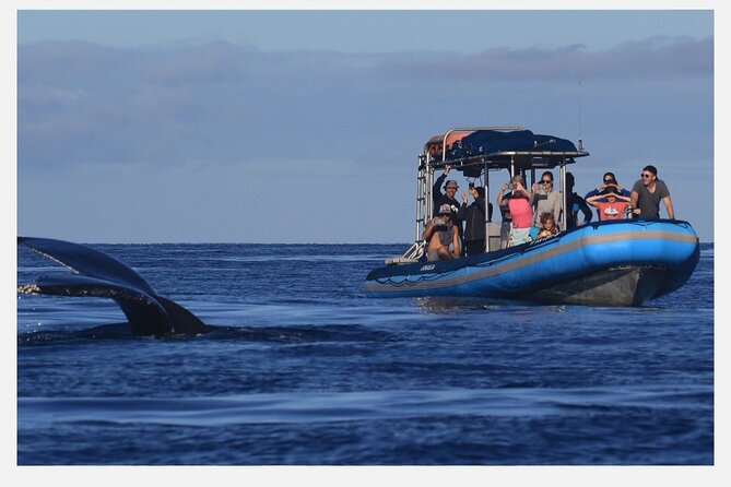 The Best 8 Am 1.5 Hour Whale Watching Tour - Why Choose the 8 AM Tour