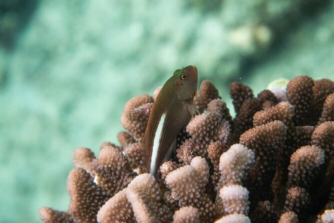 The Best Maui 3 Hour Molokini and Turtle Town Snorkel - Inclusions