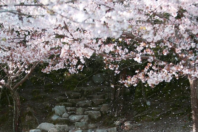 Tokyo City Cherry Blossom Private Sightseeing Tour - Pricing and Inclusions