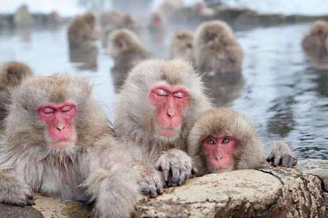 Tokyo Day Trip to Snow Monkeys and Zenkoji - Inclusions