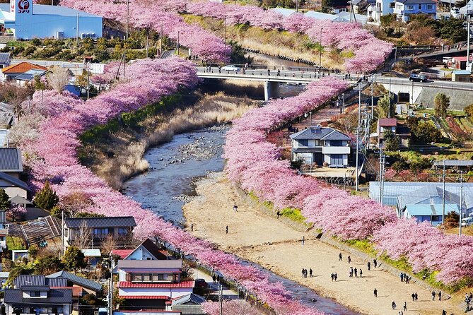 Tokyo Kawazu Sakura Festival With Scenic Train and Pick up - Meeting and Pickup Details