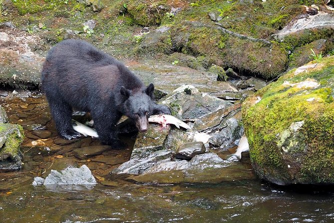 Traitors Cove Bear Viewing - Tour Logistics and Scheduling