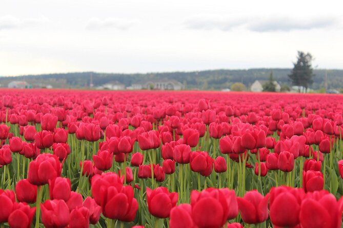 Tulip Festival at Skagit Valley ,La Conner and Deception Pass - Meeting and Pickup Information