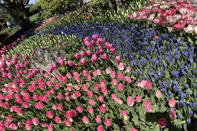 Tulip Festival in Skagit Valley Tour From Seattle - Tulip Viewing at Roozengaard