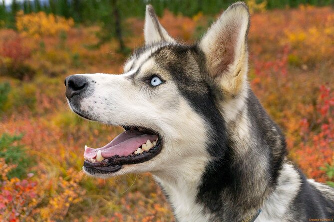 Tundra Walk With Free Running Sled Dogs - Learn About Local Flora and Fauna