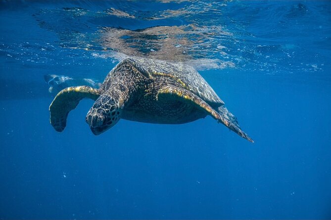 Turtle Canyon Snorkel From Waikiki (Turtles GUARANTEED!) - Meeting and Departure Information