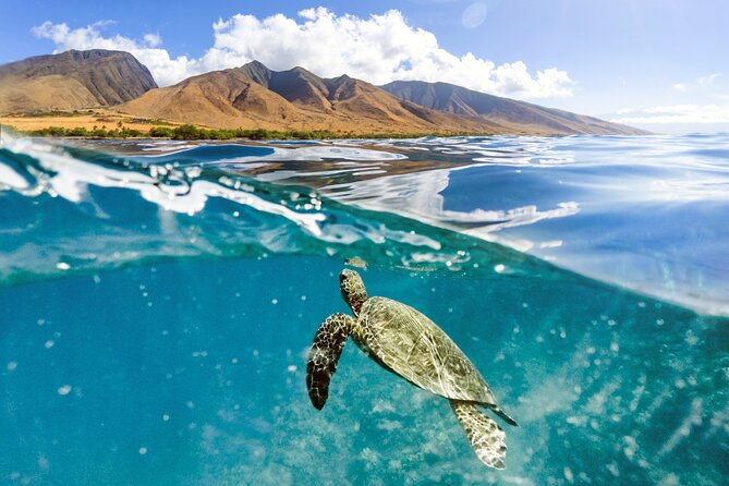 Turtles & Tacos Luxury Catamaran Snorkel - Meeting Point and Departure Details