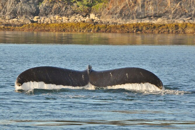 Ultimate Whale Watch and Tracys Crab Shack Combo - Meeting and Pickup Details