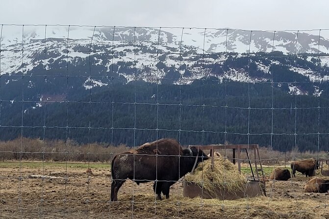 VIP Tour From Anchorage to Alaska Wildlife Conservation Center - Tour Experience and Wildlife Conservation Center