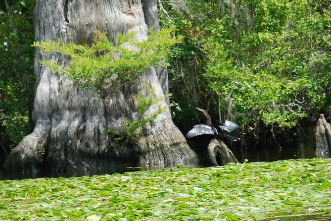 Waccamaw River Nature and Wildlife Tour - Tour Duration and Capacity