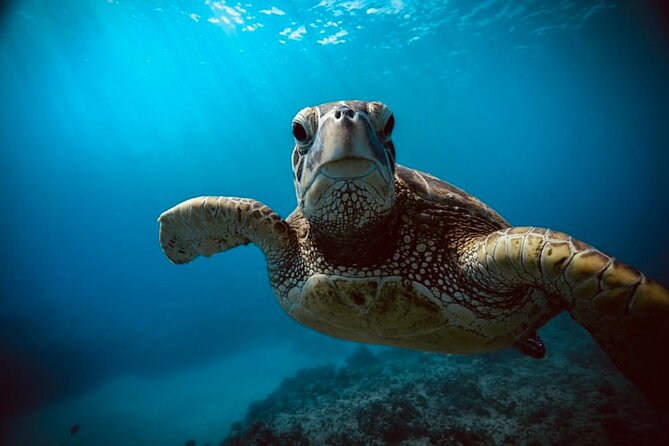 Waikiki Small Group Turtle Snorkeling & Sailing - Health and Safety Considerations