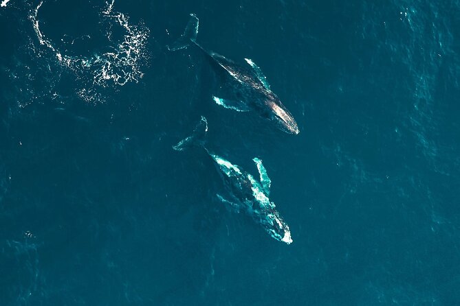 Waikiki Whale Watching Cruise - Inclusions and Amenities