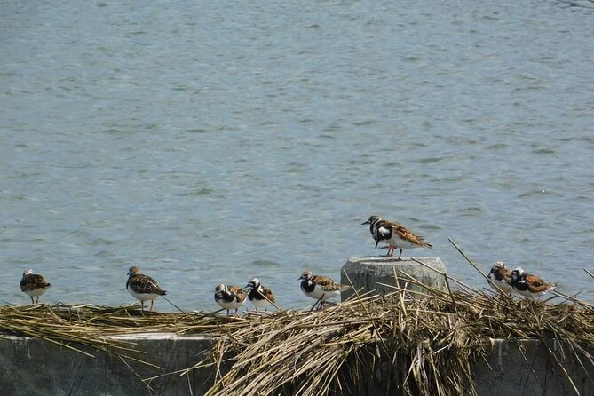 Wetlands Safari Eco-Cruise in Cape May (Birding By Boat) - Meeting and Parking Information