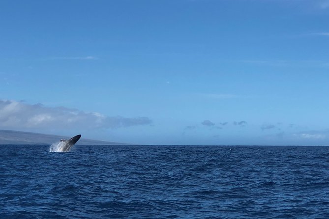 Whale Watching Experience - Health and Safety Considerations