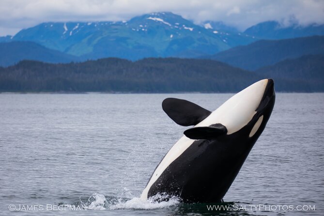 Whale-Watching, Icy Point, Hoonah , Whales, Orca, Killer-Whales. - Highlights of the Tour Experience