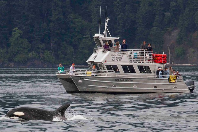 Whale Watching Tour From Anacortes - Wildlife Sightings