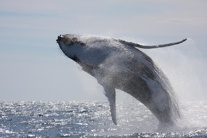 Whalewatch Deluxe Tour From Maalaea Harbor - Whale Sightings Guarantee