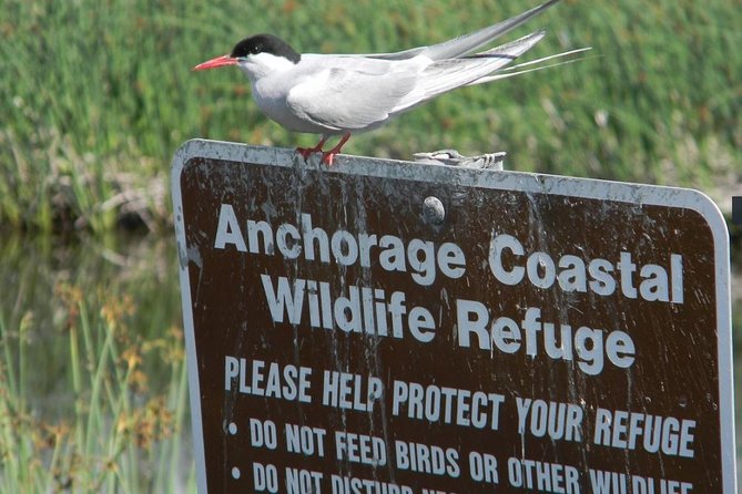 Whittier to Anchorage Cruise Transfer and Private Tour - Key Highlights and Attractions