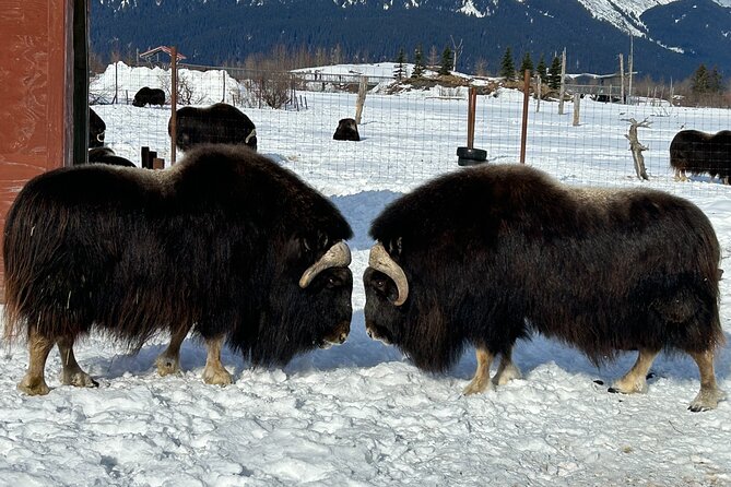 Whittier to Anchorage Full Day Transit Tour From the Port - Meeting Point and Pickup Details