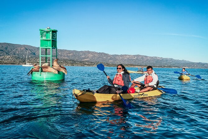Wildlife Kayak Tour in Santa Barbara Harbor (2 Hours) - Wildlife Viewing