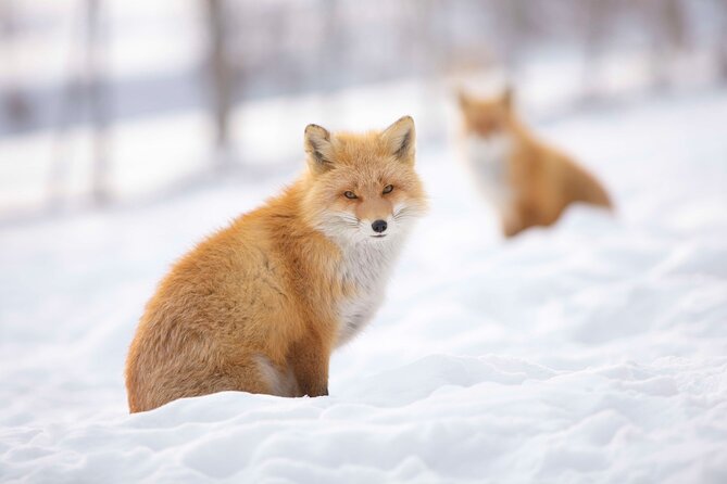 Winter BBQ With the Northern Land Aquarium & Fox Farm in Kitami - Meeting and End Point