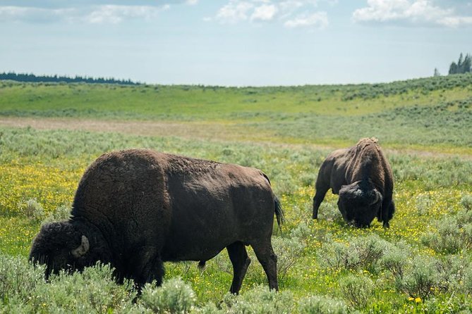 Yellowstone National Park Group Tour - Inclusions