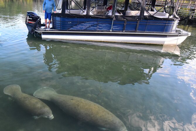 3 Hour See Crystal River Wildlife Safari Boat Cruise - Good To Know