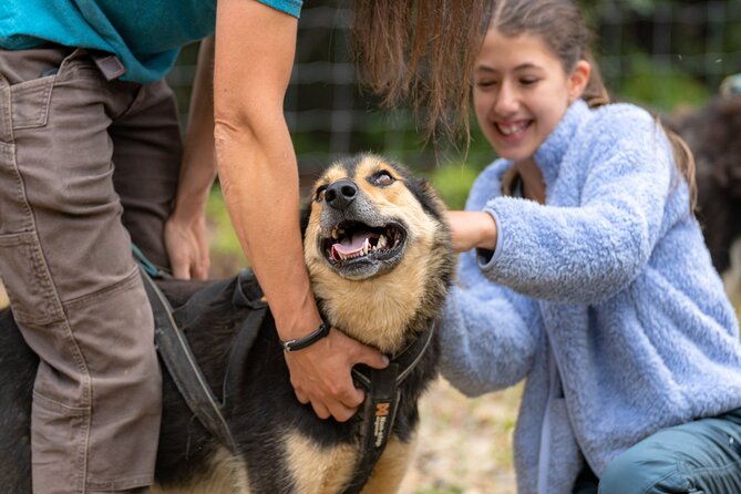 1 Hour Fall Sled Dog Experience in Two Rivers - Inclusions and Accessibility