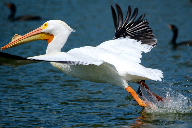 1 Hour Historical Wildlife Tour of The Famous Chain of Lakes - Guest Reviews and Feedback
