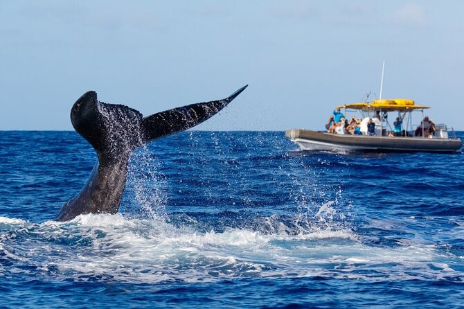 12 Passenger Kaanapali Beach Whale Watch Tour. Onboard Whale Mic - Customer Feedback