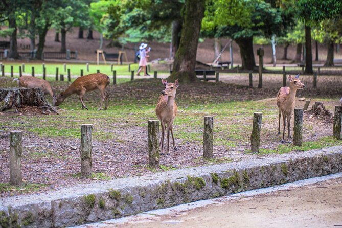 2 Day Kyoto and Nara Tour From Tokyo - Accommodation and Booking