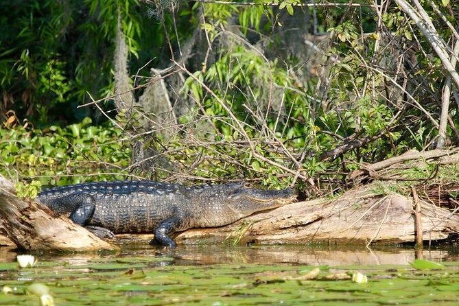 2 Hour Historical Wildlife Tour of the Chain of Lakes - Tour Details and Inclusions