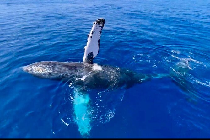 2 Hour Lahaina Sunrise Whale Watch - Whats Included in the Tour