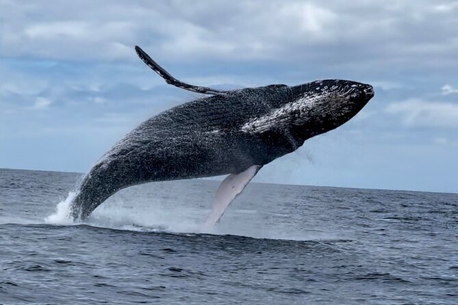 2 Hour Prime Time Maui Whale Watching - Inclusions and Accessibility