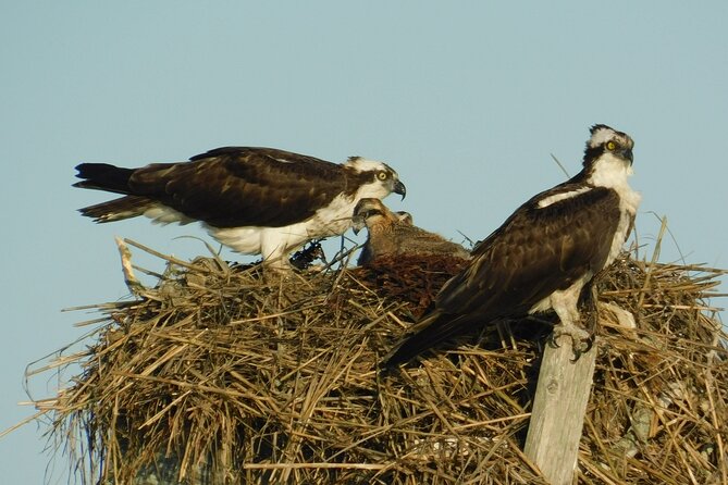 2-Hour Sunset Safari Eco Cruise From Cape May - Booking Information