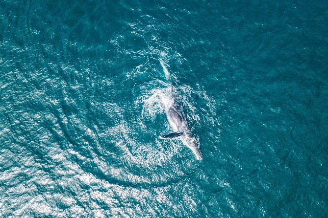 2 Hour Whale Watching Kayak Tour for Two - Review Summary