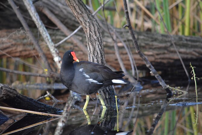2Hour Everglades Kayak Safari Adventure Through Mangrove Tunnels - Meeting Point and Logistics