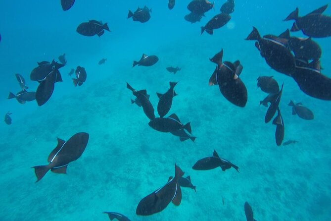 3-Hour Small-Group Maalaea Luxury Snorkel Cruise Tour - Meeting and Pickup Details
