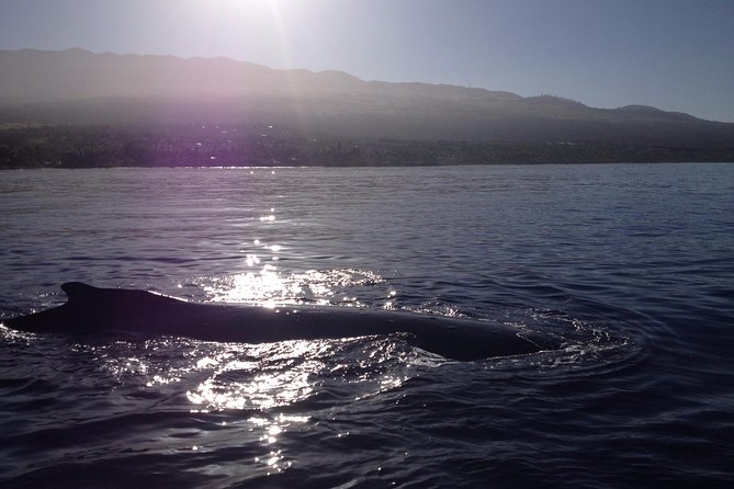 4 Hour Molokini Snorkel Tour Adventure in Maui - Start Time and Meeting Point