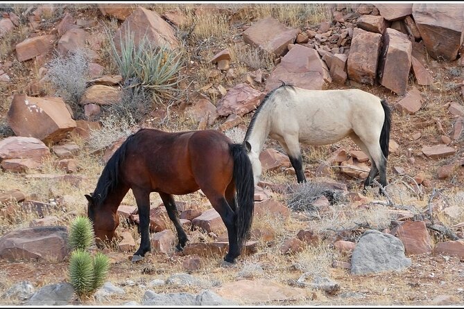 5 Hour Las Vegas Off-Road Secrets: Self Drive Jeep Adventure - Wildlife Encounters in the Desert