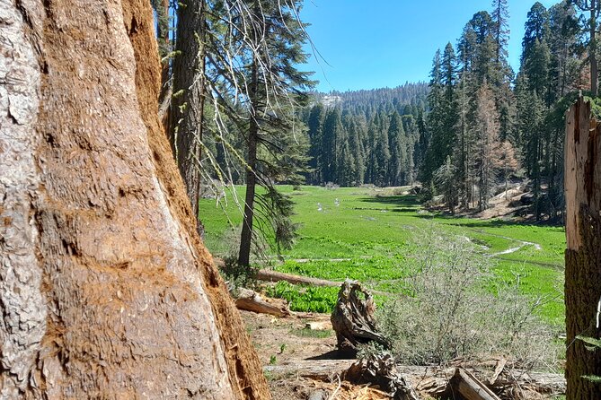 5 Star Rated Sequoia National Park Tour - Customer Feedback