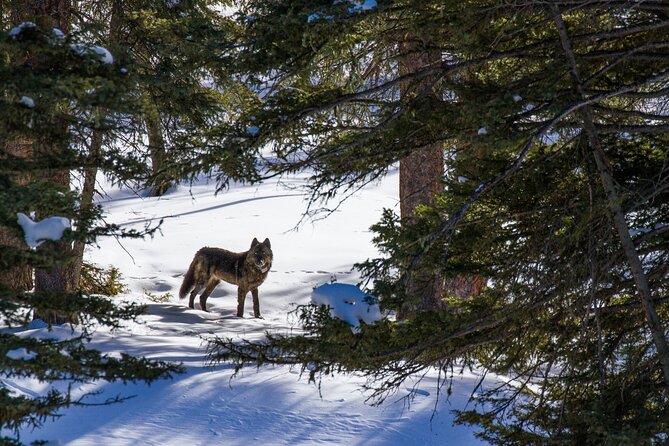 8 Hour Combination Snowshoe & Wildlife Viewing in Grand Teton National Park - Inclusions