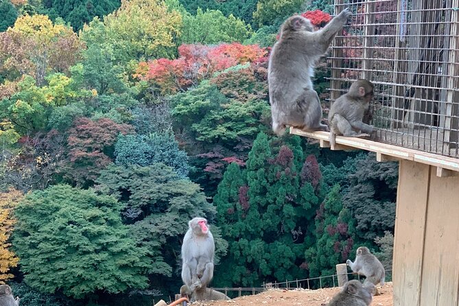 8 Hours Arashiyama Monkey Park Ryoanji and Kinkaku Ji Tour - Accessibility and Health Considerations