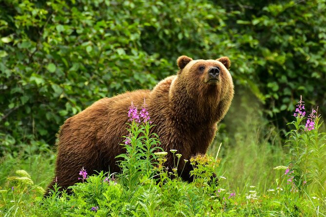 Alaska Bear Viewing Adventure From Seward - River Navigation Details