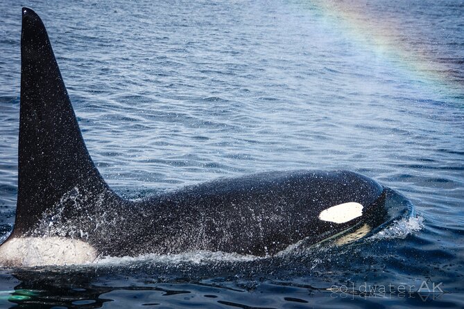 Alaska Wildlife Tour in Kachemak Bay - Wildlife Sightings