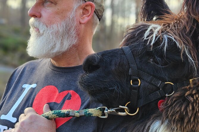 Alpaca and Llama Encounter With Guided Walk - Accessibility and Comfort for All