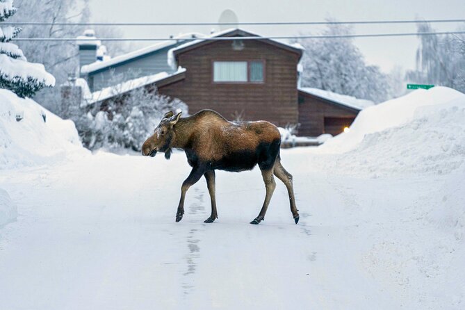 Anchorages Winter City Tour = Samples + Stops + WildLife - Sample Tastings and Local Cuisine