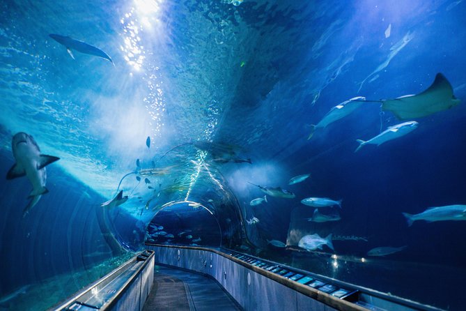 Aquarium of the Bay General Admission Ticket - Interactive Experiences